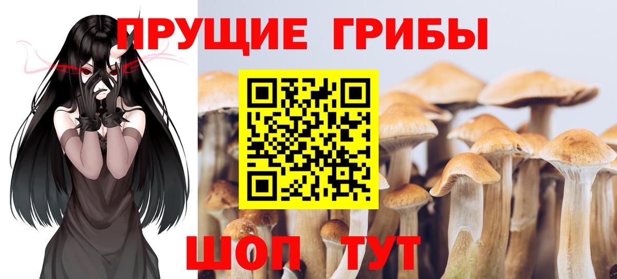 Норильск  Псилоцибиновые грибы Psilocybine cubensis  Вход с VPN 